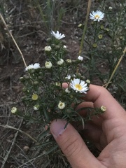 Symphyotrichum porteri
