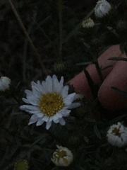 Symphyotrichum porteri