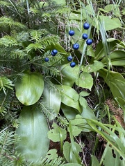 Clintonia udensis