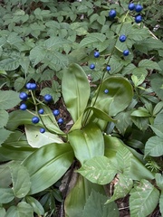 Clintonia udensis