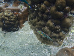 Stethojulis trilineata