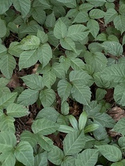 Toxicodendron orientale