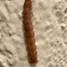 photo of Beet Armyworm Moth (Spodoptera exigua)