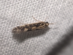 Agraylea