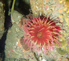 Amphimedon trindanea