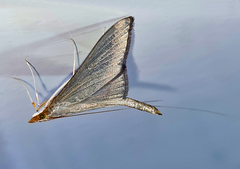 Neadeloides glaucoptera