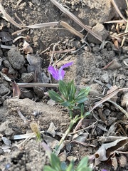 Dicliptera minor minor