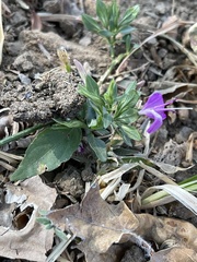Dicliptera minor minor