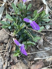 Dicliptera minor minor