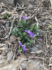 Dicliptera minor minor
