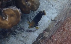 Hemiglyphidodon plagiometopon