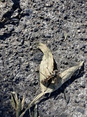 Dolichovespula maculata