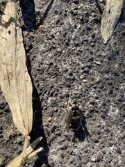 Dolichovespula maculata