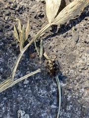 Dolichovespula maculata