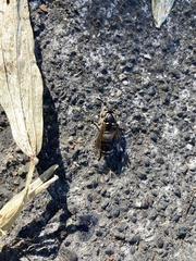 Dolichovespula maculata