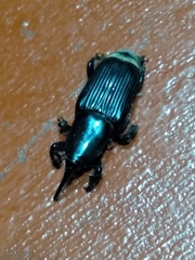 Odoiporus longicollis