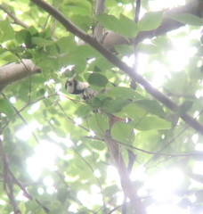 Dendrocopos leucotos