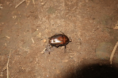 Pseudotorynorrhina japonica