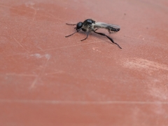 Bibio albipennis