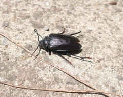 Prionus insularis