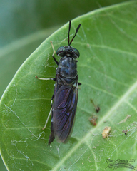 Hermetia illucens