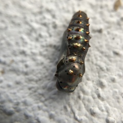 Catasticta nimbice