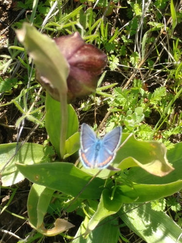 iNaturalist observation photo of Acmon Blue