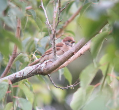 Passer montanus