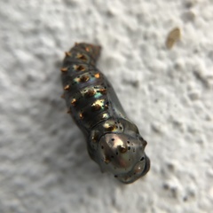 Catasticta nimbice