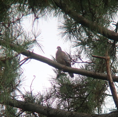 Streptopelia orientalis