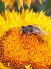 Eristalis arbustorum