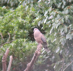 Streptopelia orientalis