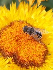 Eristalis arbustorum