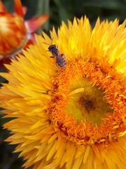 Eristalis arbustorum