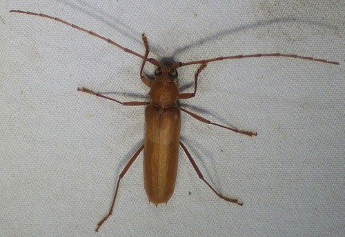 Banded Hickory Borer photo 5
