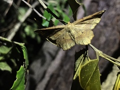 Euchlaena deplanaria