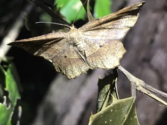 Euchlaena deplanaria