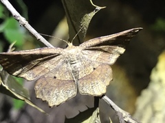 Euchlaena deplanaria