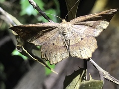 Euchlaena deplanaria