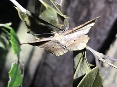 Euchlaena deplanaria
