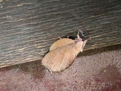 Gastropacha quercifolia