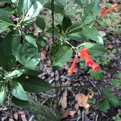 Bouvardia ternifolia