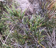 Hakea vittata