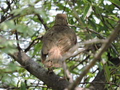 Turdus grayi