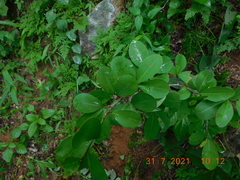 Erythroxylum havanense