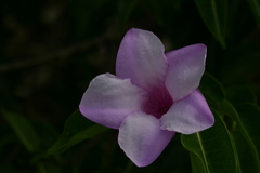 Cryptostegia