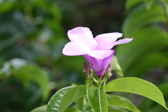 Cryptostegia