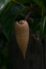 Cryptostegia