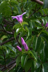 Cryptostegia