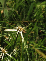 Rhynchospora nervosa